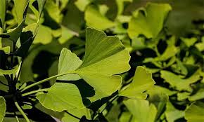 Ginkgo biloba leaves on the tree, the source of the 24 percent standardised extract in MindRemember