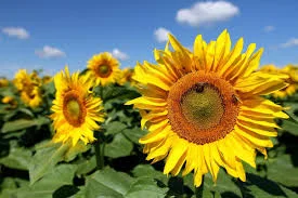 Sunflower field, the plant source of the sunflower-derived phosphatidylserine used in memory supplements
