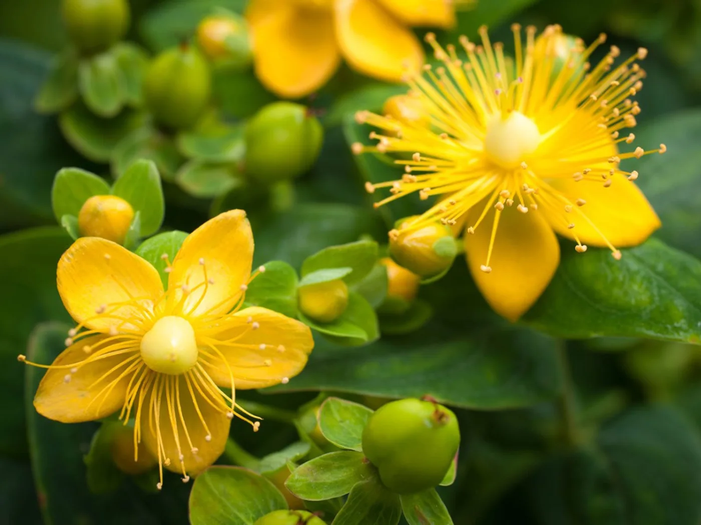 St John's wort in flower, Hypericum perforatum, the largest single ingredient in MindRemember by weight
