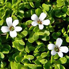 Bacopa monnieri plant in flower, the memory herb standardised to 20 percent bacosides in MindRemember